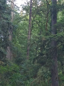Rainforest Cascadia