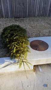 A discarded Christmas tree.