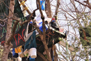 Appalachian Tree-sit