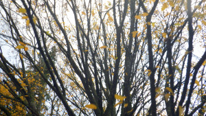 A tree in autumn going slowly leafless