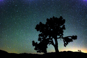 Joshua Tree Photo by Bruce Day for National Park Service Joshua Tree Photo by Bruce Day for National Park Service