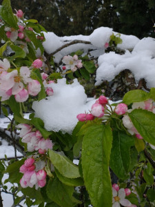 apple blossoms and snow event April 11, 2022