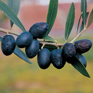 Olives in Oregon!