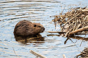 Beaver swimming-national park service photo