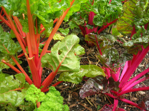 Bright lights chard - seed now for a fall crop Bright lights chard - seed now for a fall crop