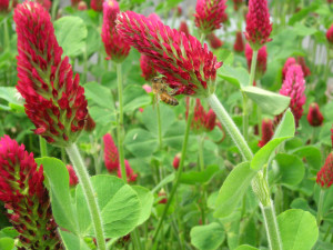 Bee on crimson clover