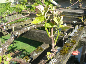 New growth on pruned grape vine New growth on pruned grape vine