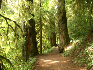 Old growth along Eagle Creek trail, Columbia Gorge Old growth along Eagle Creek trail, Columbia Gorge