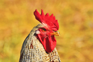 Rooster