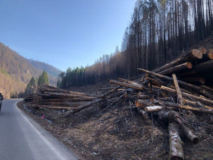 Hazard Tree removal on Hwy 46