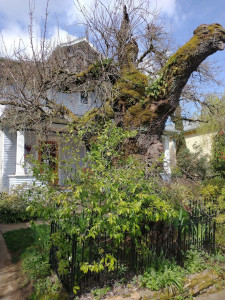 Heritage Tree in Portland--Apricot