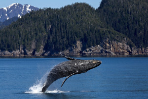 A humpback whale breaches in Kenai Fjords National Park, Alaska, USA