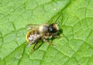 red mason bee