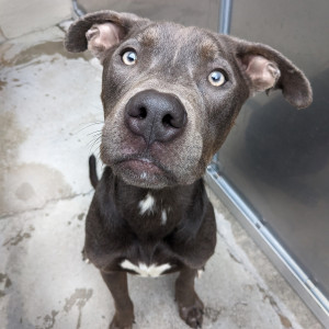 Grey pit bull type dog smiling in kennel