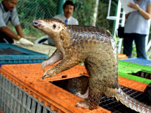 Pangolin, the most trafficked wild animal in the world Pangolin, the most trafficked wild animal in the world