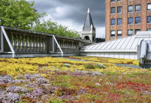Eco Roof in Downtown Portland Eco Roof in Downtown Portland