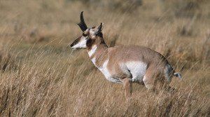 Pronghorn