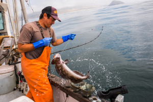 A fisher wearing orange bibs and bright blue gloves pulls a fish out of the ocean from the deck of a boat..