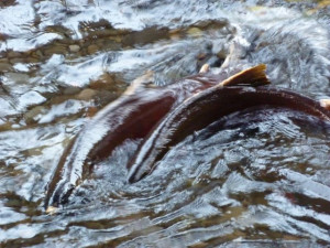 Salmon spawning in Eagle Creek, Columbia Gorge Salmon spawning in Eagle Creek, Columbia Gorge