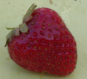 Oregon strawberry Oregon strawberry