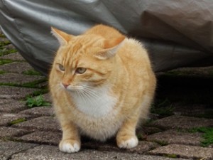 Kater in Angriffsbereitschaft im Angesicht eines Rivalen by 4028mdk09