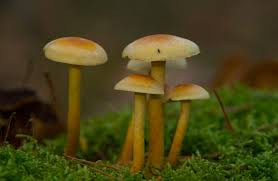 Five small, cute, white and brown mushrooms sit in the grass