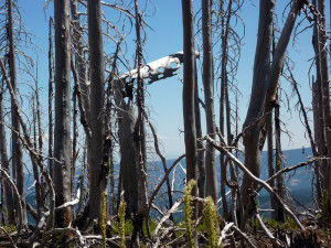 Vista Ridge burn 2012 (Mt. Hood)
