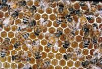 bees turning nectar into honey bees turning nectar into honey