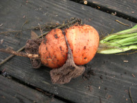 stunted carrot stunted carrot