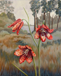 gentners_fritillary.jpeg gentners_fritillary.jpeg