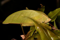 Large pale green katydid camoflauged on matching leaf