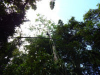 A woman scientist hangs from a climbing rope in the rainforest canopy to hang microphones A woman scientist hangs form a climbing rope in the rainforest canopy to hang microphones
