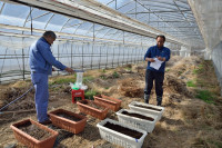 Takeshi Yamakawa of Tokyo Shimbun (black hair) and Iitate Village resident Nobuyoshi Ito (grey hair) conduct experiments on the uptake of cesium in farm products in Iitate Village.   (Photo courtesy of U. G. Kaneko)